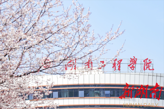 87978797威尼斯紫叶李花开惹人醉